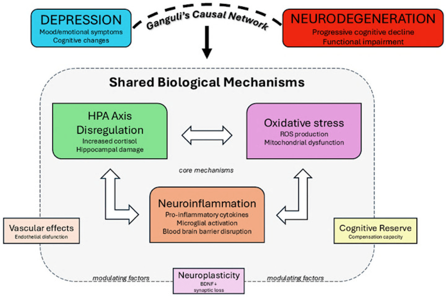 Réseaux causaux reliant dépression et neurodégénérescence