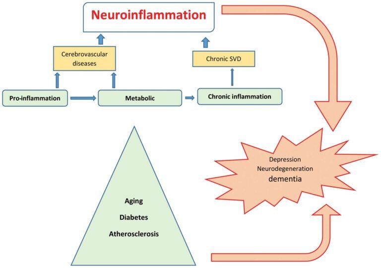 De la neuroinflammation à la neurodégénération